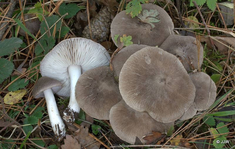 Tricholoma terreum